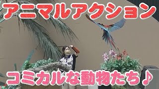 【☆アニマルアクション】コミカルな動物さんがいっぱい♪