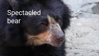 Spectacled bear 20240926／Yokohama Zoological Gardens \