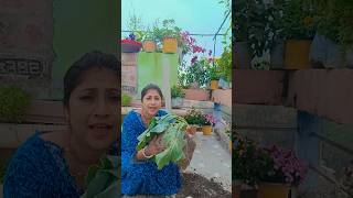 আজকে আমি ছাদ বাগানে কি কাজ করলাম # gardening tips #viralvideos #shortsviral