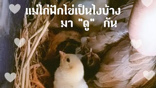 ให้แม่ไก่ฟักไข่เองดีรึป่าว. ?  มาดูกัน