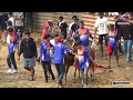 semifinal lomba karapan sapi hut tim putra mahkota kelas ukuran.