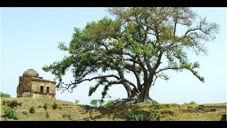 Samadhi of Baba Mohan Das Village Karnali Dist Rawalpindi North West Punjab Pakistan