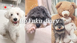 [Multi-pet vlog] How to spend a typhoon day with my two beloved dogs 🐶 | Daily life of a couple