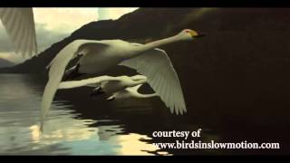 Whooper swan head stabilization