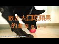 西北訓犬學苑 只要一顆蘋果就可以滿足歐告在歐告心中蘋果是最美味可口歐告大口吃蘋果的畫面很療癒咔咔大口咬蘋果很清脆的聲音感覺歐告可以去做蘋果的代言你計時了嗎？歐告多久可以消滅一顆蘋果？