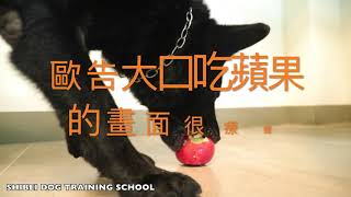 西北訓犬學苑-只要一顆蘋果就可以滿足歐告在歐告心中蘋果是最美味可口歐告大口吃蘋果的畫面很療癒咔咔大口咬蘋果很清脆的聲音感覺歐告可以去做蘋果的代言你計時了嗎？歐告多久可以消滅一顆蘋果？