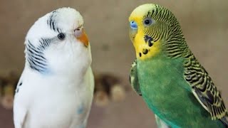 Free Roaming Budgies Playing Out of the Cage