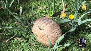 Three-banded Armadillo explores Giraffe Meadow!