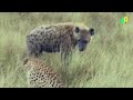 जब जंगली जानवरों ने चीते पर हमला किया । wild animals attack on cheetah