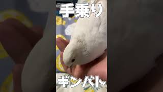 手乗りギンバト