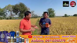 4TREE โฟร์ทรี ใช้กับนาข้าว เห็นผลจริง 10 ตัน ต่อไร่ T. 097-0250279