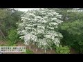 想像以上に真っ白！　神戸・摩耶山天上寺のヤマボウシ