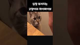 심장 부서지는 고양이의 하이파이브