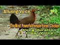 Sounds of Female Forest Chickens Lure | Proven Effective