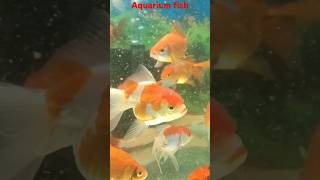 Beautiful golden fish, fish aquarium setup, golden fish tank setup.#shorts #viral#fish #aquarium