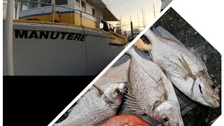 Fishing on Charter | Manutere | Tauranga Marine Charters