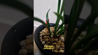 #난초 #란쟁이tv #orchid #산반두화무명 #춘란