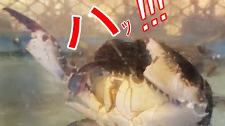 ナマコとカニの演舞【in豊浜屋】