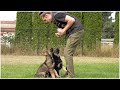 Siblings Working In Sync! - Kraftwerk K9 German Shepherds