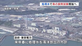 福島第一原発処理水で魚の飼育試験開始へ（福島県）