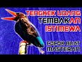 TEMBAKAN ISTIMEWA COCOK  BUAT MASTERAN BURUNG KICAU...TENGKEK UDANG JOSS GANDOSS