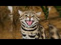 10 most beautiful rare wild cats on planet earth