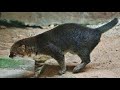 10 most beautiful rare wild cats on planet earth