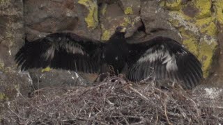 Golden Eagle Fledglings Take Flight