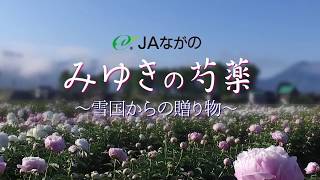 みゆき芍薬ＰＶショートバージョン