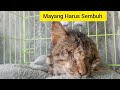 NASIB KUCING BUTA SEUMUR HIDUP