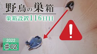 #02 スズメの脅威におびえるシジュウカラ 野鳥の巣箱設置から116日目 Bird Nest Box Camera 2022/04/13