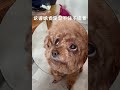 饭桌下总有一只小馋狗