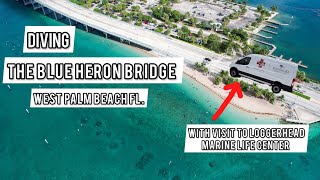 Diving Blue Heron Bridge | The Number One Shore Dive In The United States | Phil Foster Park