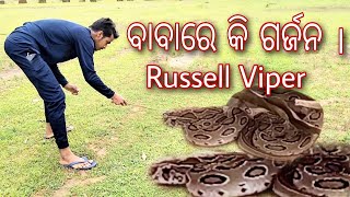 Russell Viper rescue in odisha || ମୋର ପ୍ରଥମ ଭିଡିଓ ସାପ ଧରିବା || #RussellViper #odisha #odishanews ||