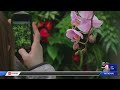 Utah Orchid Society Hosts Spring Orchid Show