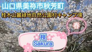 【 桜満開 】 桂木山 麓緑地自然公園村キャンプ場 ( 山口県美祢市秋芳町 ) Sakura