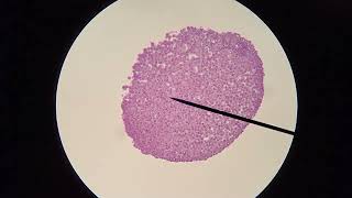 Light Microscope and Foldscope