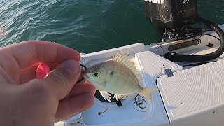 Bridge fishing for small gag grouper (with pinfish)