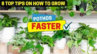 8 Top Tips on How to Grow Pothos Faster