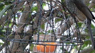 【庭に来る野鳥】ミカンを食べるメジロにヒヨドリ。（2025/02/02）