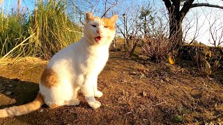 撫でられてゴロゴロ言う野良猫が可愛過ぎる