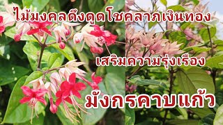 ไม้มงคล #มังกรคาบแก้ว (bagflower)(Clerodendrum thomsoniae)ไม้มงคลดึงดูดโชคลาภเงินทอง