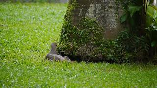 新加坡居住区野生動物_巨蜥_八哥_City In Nature_Monitor Lizard \u0026 Myna In Residential Area_04nov2022 Singapore 1.21pm