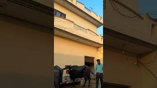 Jagdeep dairy farm 9876615127 #dairy #farm #viral #buffalos #buffalomilk #jagdeep #sale