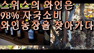 스위스  와인은 자국소비만 한다?? 스위스와인이 귀한 이유