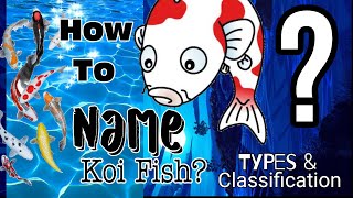 How to name your koi fish?| Japanese Koi Types \u0026 Classifications