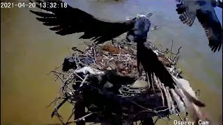 Dahlgren Osprey Cam ~ Fierce Osprey Intruder Attacks Harriet On Nest! 4.20.21