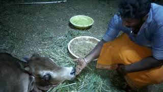 Venkat gowseva goseva Gauseva gaumata Hyderabad Jai Shri Ram