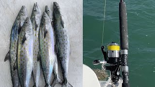 Shimano Baitrunner 8000 Review & Demo with Downtown Miami Spanish Mackerel and Mangrove Snapper