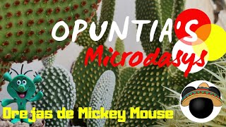 Opuntia's MICRODASYS | 4 variedades y colores🔴⚪🟡| Mantenimiento \u0026 propagación